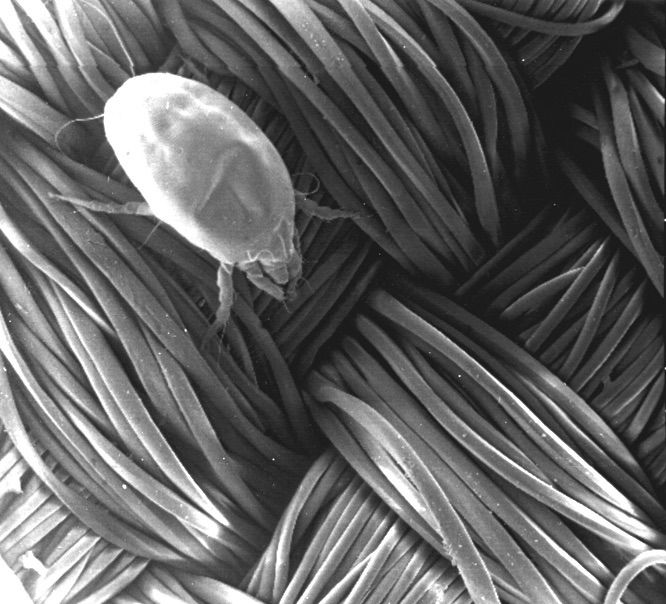 Coprimaterasso Antiacaro in Poliestere AllerZero - Certificato